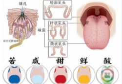 疾病预兆会导致味觉出错！