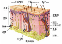 白发拔一根长十根科学吗？